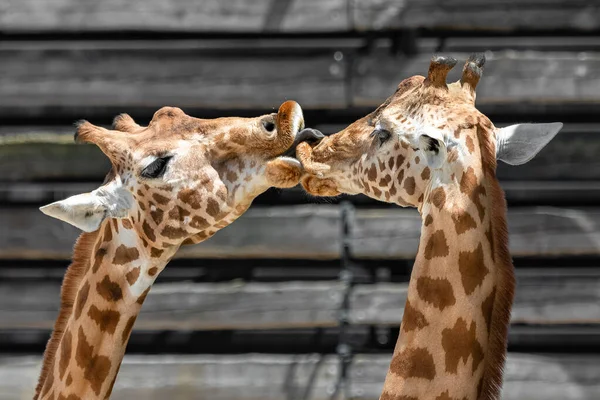 Öpüşen Iki Zürafa Sevgi Dolu Hayvanlar — Stok fotoğraf