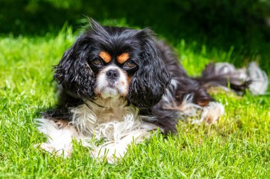 Şövalye bir köpek, Kral Charles. Bahçede yatan şirin bir köpek.