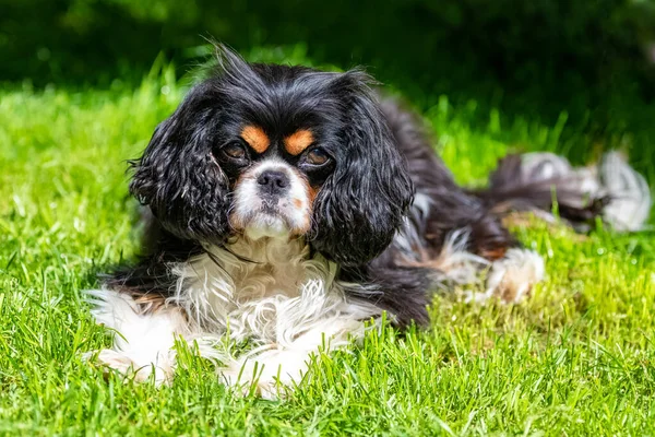 庭に寝そべってる可愛い子犬のチャールズ王犬騎兵 — ストック写真