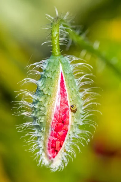 Eine Kleine Grüne Spinne Auf Einer Mohnknospe Frühling — Stockfoto