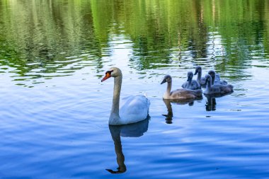 Beyaz anne cygnets ile yüzüyor