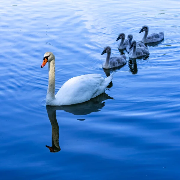 Белая Мать Лебедь Плавает Кигнетами — стоковое фото