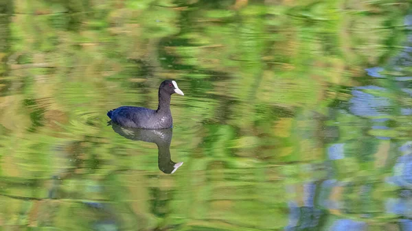 Une Foulque Eurasienne Oiseau Nageant Sur Lac Vincennes Avec Reflet — Photo