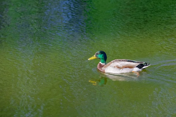 Μια Πάπια Mallard Πουλί Που Κολυμπά Στη Λίμνη Vincennes Αντανάκλαση — Φωτογραφία Αρχείου