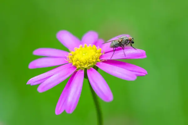 一只苍蝇立在花园里紫色的花瓣上 — 图库照片