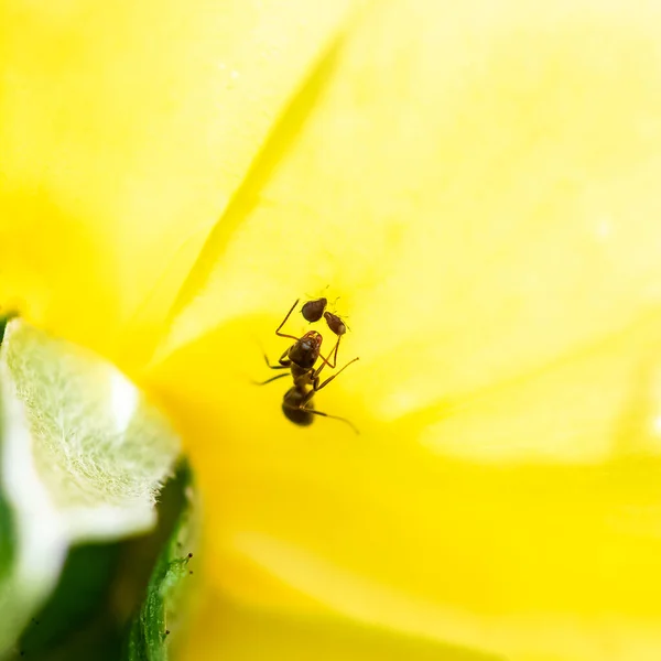 Mravenec Který Farmaří Mšice Žluté Růži — Stock fotografie