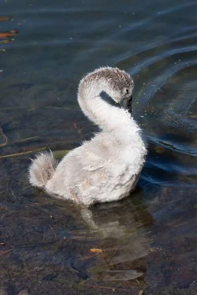 Cygnets Nuotare Nel Lago Bei Colori Dell Acqua — Foto Stock