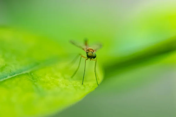 Bažinatá Moucha Rhagio Tringarius Moucha Stojící Listu — Stock fotografie