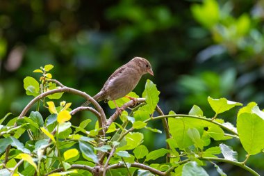 A sparrow perched in the garden, on a weeping pussy willow