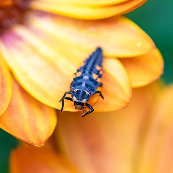 七位瓢虫幼虫 花上的黑色和橙色昆虫 — 图库照片