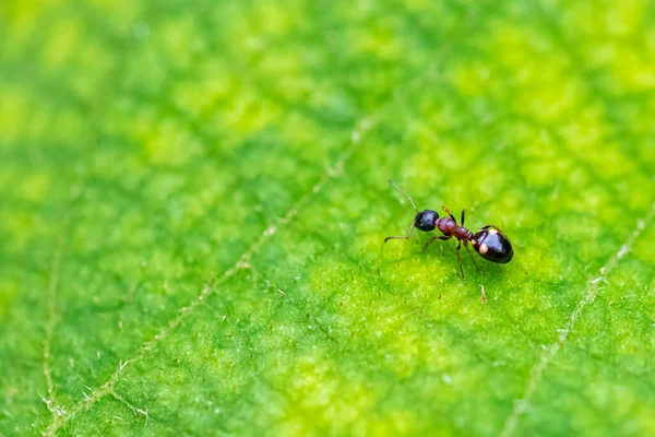 Ant Dozoderus Quadripunzatus Walking Green Leaf Spring — стоковое фото