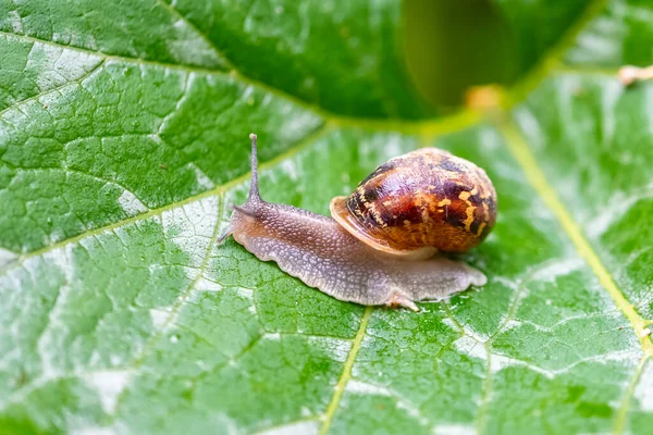 Eine Große Schnecke Garten Nach Dem Regen — Stockfoto