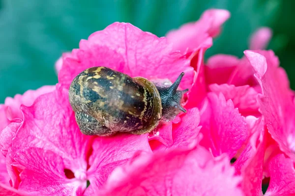 A big snail on a pink hydrangea in the garden