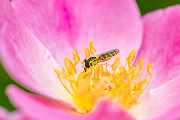 Hoverfly Sphaerophoria Scripta Hmyz Pojídající Pyl Růži — Stock fotografie