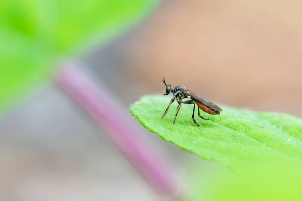 Mucha Dioctria Hyalipennis Stojąca Liściu Ogrodzie — Zdjęcie stockowe