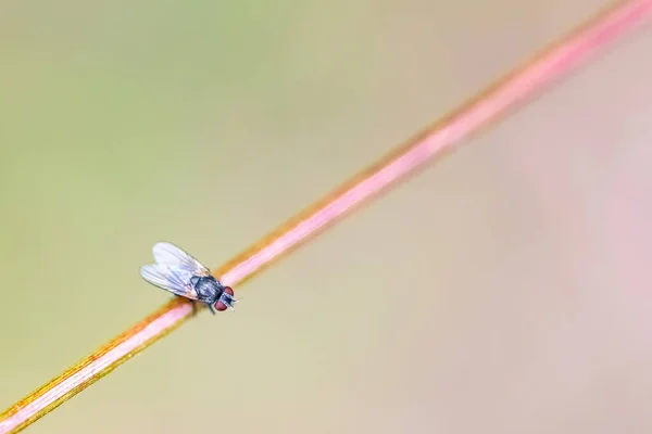 一只苍蝇站在花园里的树叶上 — 图库照片