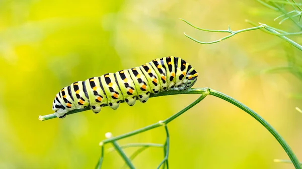 Oruga Una Cola Golondrina Del Viejo Mundo Papilio Machaon Tallo —  Fotos de Stock