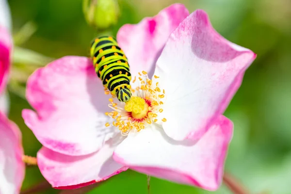 Housenka Starého Vlaštovčího Ocasu Mačeta Papilio Růžové Růži — Stock fotografie