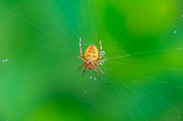 Europejski Pająk Ogrodowy Araneus Diadematus Sieci Kroplami Wody — Zdjęcie stockowe