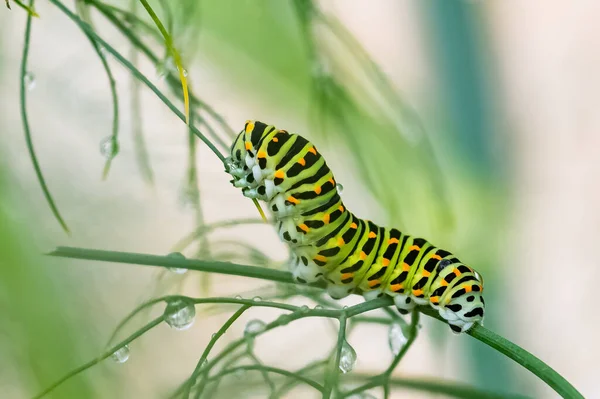 Oruga Viejo Mundo Swallowtail Beber Agua Después Lluvia —  Fotos de Stock