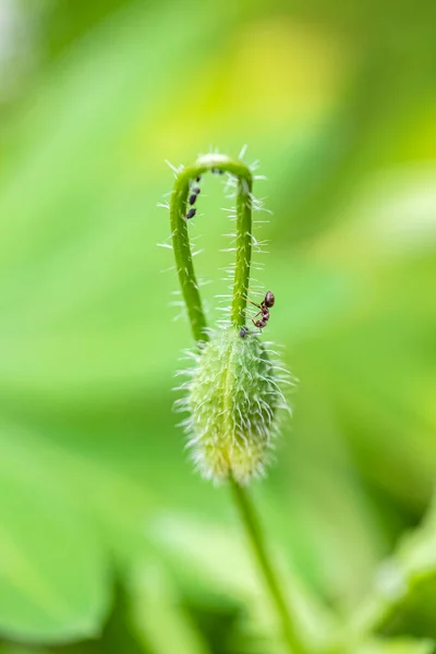 Eine Ameise Die Blattläuse Einer Mohnknospe Züchtet — Stockfoto