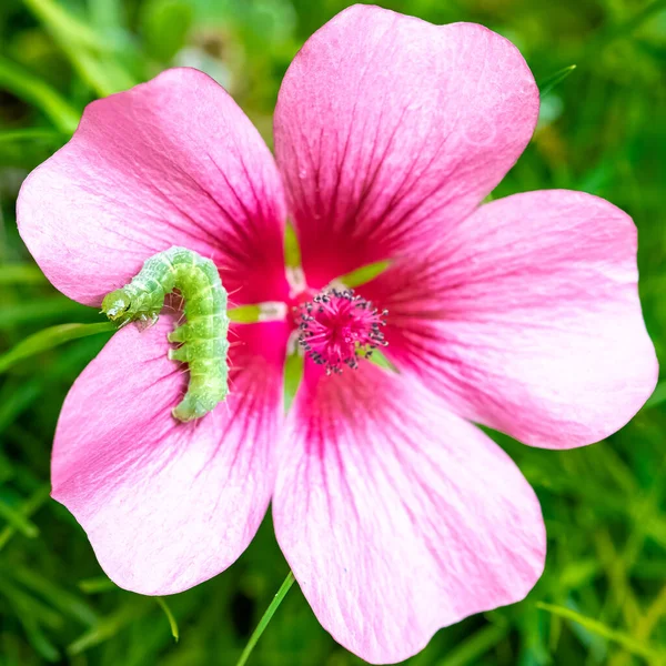 Una Oruga Verde Comiendo Una Flor Rosa Colorido Insecto Jardín —  Fotos de Stock