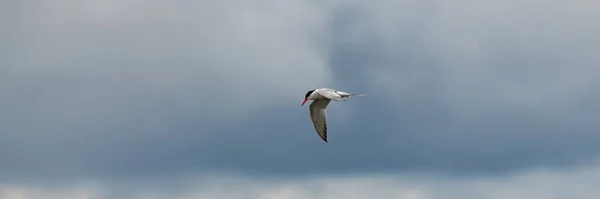 Common Stern Red Beak Flying Brittany Sterna Hirundo — Φωτογραφία Αρχείου