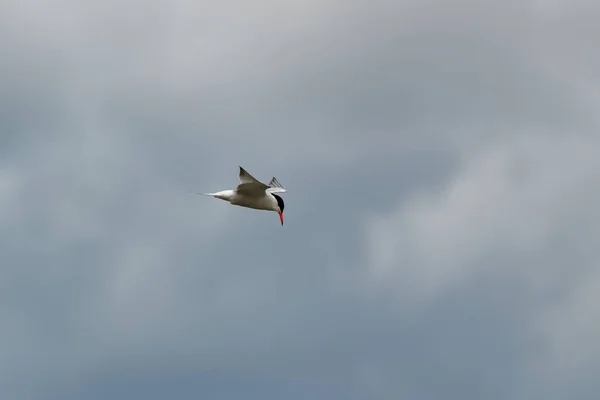 Gemeines Heck Mit Rotem Schnabel Fliegt Der Bretagne Sterna Hirundo — Stockfoto