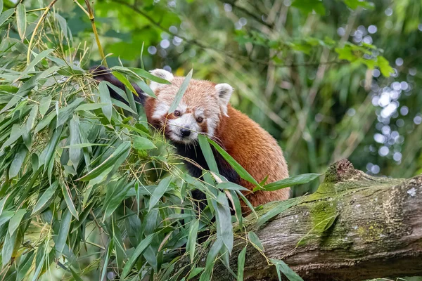 Red Panda Ailurus Fulgens Eating Bamboo Branch — Stock Photo, Image