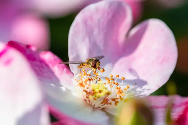 Vznášedlo Hmyz Pojídající Pyl Růži — Stock fotografie