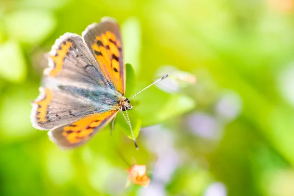 Pequeno Cobre Lycaena Phlaeas Borboleta Marrom Laranja — Fotografia de Stock