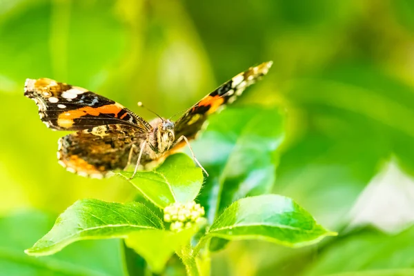 一个红将军 凡妮莎 阿塔兰塔 五彩斑斓的蝴蝶 — 图库照片