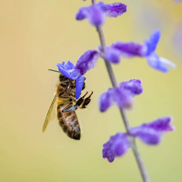 Бджола Стеблі Лаванди Збору Пилку Влітку — стокове фото