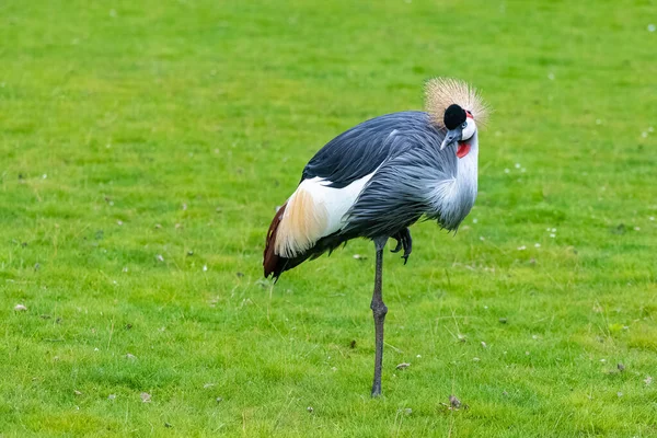 Grey Crowned Crane Balearica Regulorum Mooie Vogel — Stockfoto