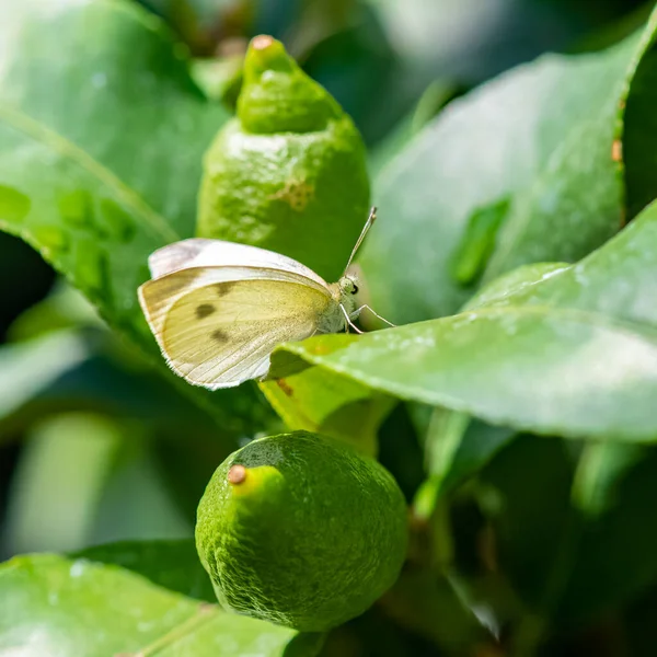 小的白色 皮埃里丝 白色和黄色蝴蝶栖息在柠檬树上 — 图库照片