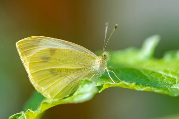 Pequeño Blanco Pieris Rapae Mariposa Blanca Amarilla Posada Sobre Limonero —  Fotos de Stock