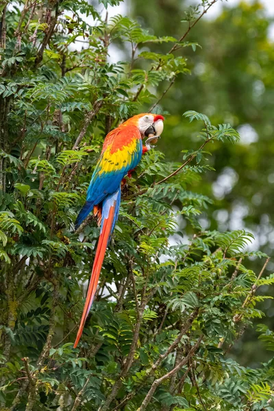 Scharlachrote Aras Ara Macao Ein Schöner Papagei Der Auf Einem — Stockfoto