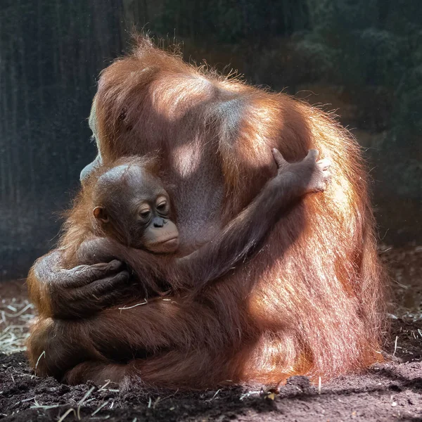 Une Mère Orang Outan Avec Son Bébé Singe — Photo