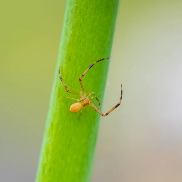 Een Krab Spin Weven Draad Een Stengel — Stockfoto