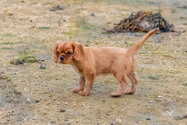 一只狗 一只红宝石小狗 在海滩上玩耍 — 图库照片