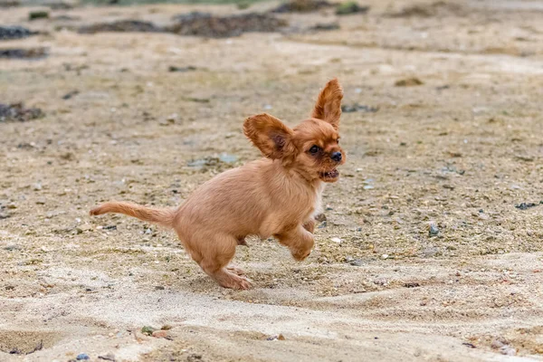 Cão Cavaleiro Rei Charles Cachorro Rubi Brincando Praia — Fotografia de Stock