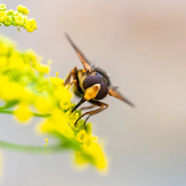Pszczoła Kopru Kwiat Zbierać Pyłek Lecie — Zdjęcie stockowe