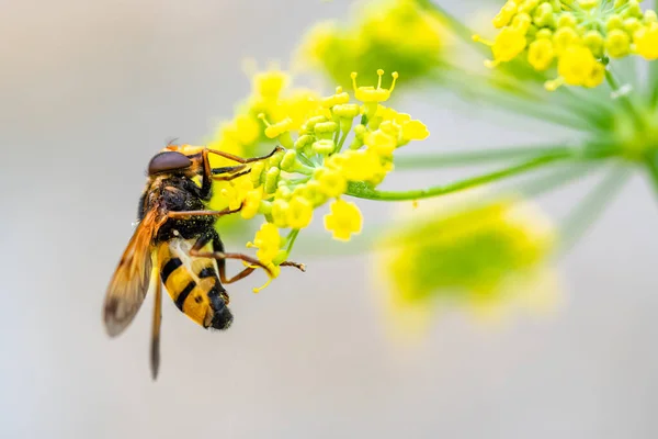 Včela Fenyklu Květiny Sbírat Pyl Létě — Stock fotografie
