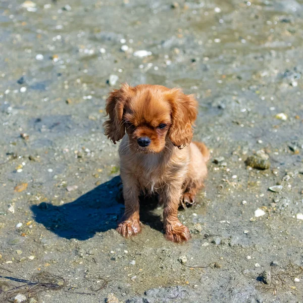 Pes Kavalír Král Karel Rubínové Štěně Sedí Pláži — Stock fotografie