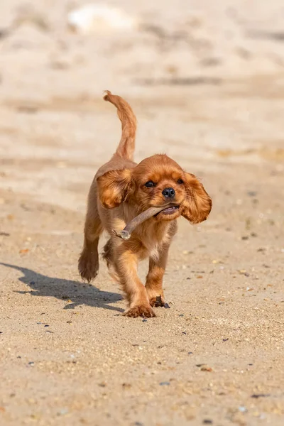 Ein Kavalier Hund König Karl Ein Rubinwelpe Der Strand Mit — Stockfoto