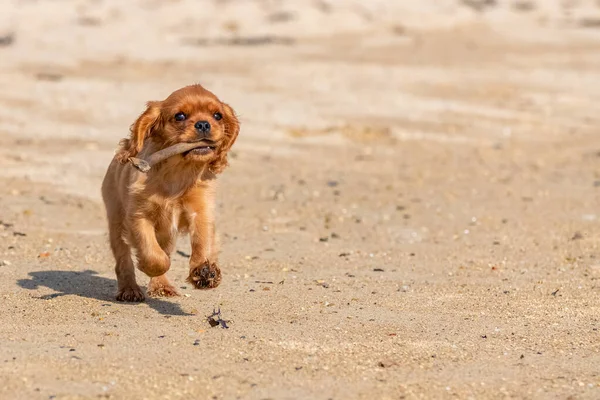 一只狗在沙滩上与一块木头嬉戏 一只红宝石小狗在沙滩上玩耍 — 图库照片