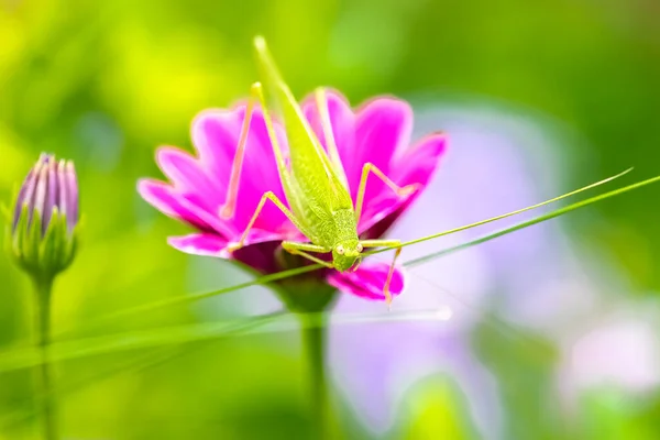 Een Sprinkhaan Een Purpere Bloem Tuin — Stockfoto