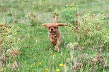 Kral Charles, tarlada koşan yakut bir köpeğin portresi.