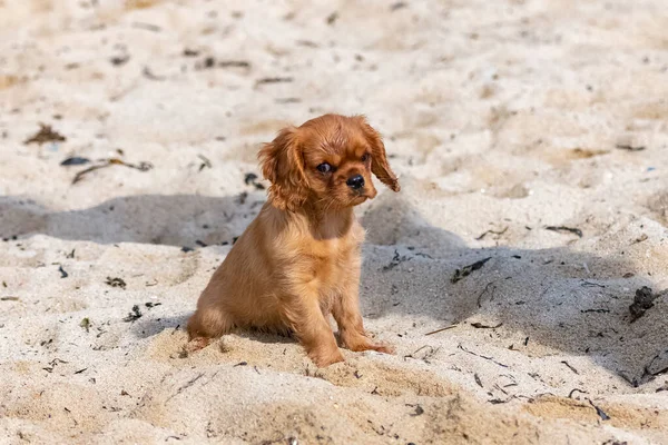 Cane Cavaliere Carlo Cucciolo Rubino Seduto Sulla Spiaggia — Foto Stock