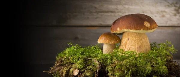 Tahta Arkaplan üzerinde mantar Boletus — Stok fotoğraf